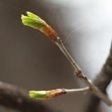 2010 Apr Velikden 039